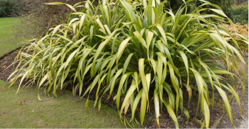 Phormiums can get really large but one way to control the size and propagating them in by division. Learn how to divide New Zealand Flax plants now