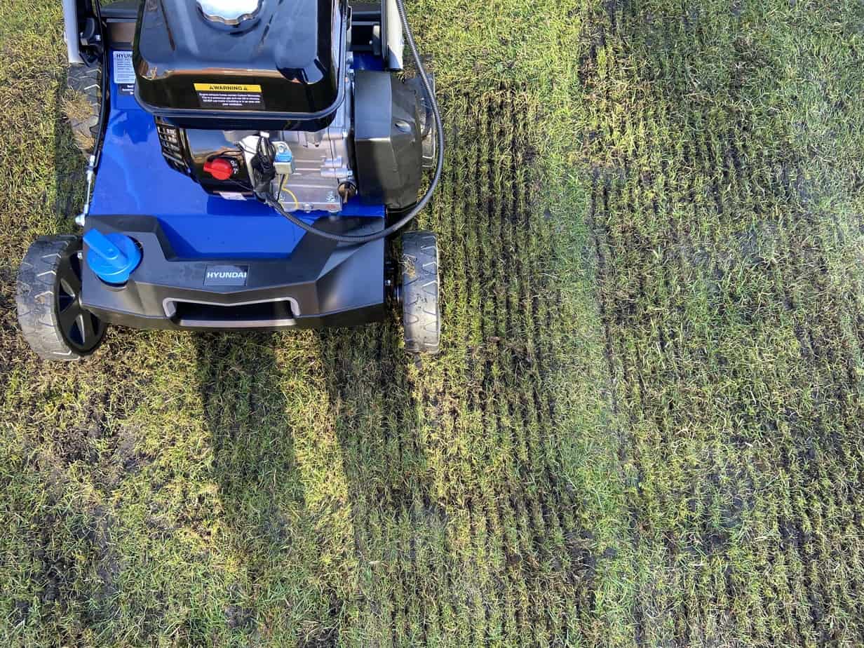 Groves in lawn that petrol scarifier has made using the steel tines and removed moss and thatch