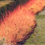 Cornus known as dogwoods is renowned for there spectacular winter display / bright stems. Read our growing Cornus guide to learn how to plant, care and pruning.