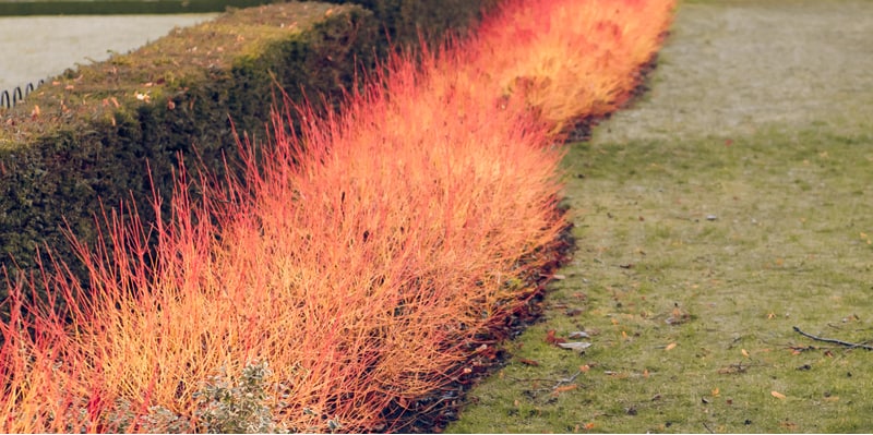 Cornus known as dogwoods is renowned for there spectacular winter display / bright stems. Read our growing Cornus guide to learn how to plant, care and pruning.