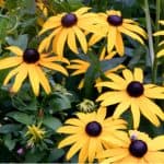 In this guide, we look at growing Rudbeckia from seed step by step starting with choosing between annuals and perennials to sowing seed and potting up seedling.