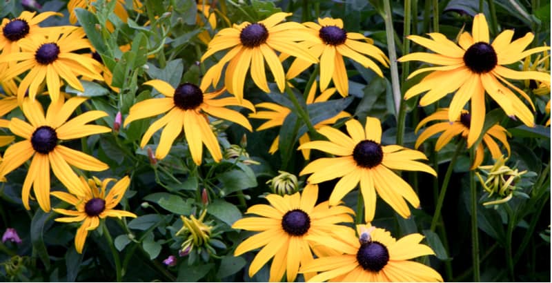 In this guide, we look at growing Rudbeckia from seed step by step starting with choosing between annuals and perennials to sowing seed and potting up seedling.