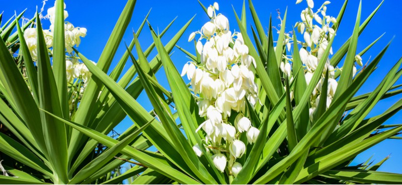 Yucca plants are an evergreen shrub that can be grown outdoors while more tender varieties are great house plants. Learn about growing Yucca plants now.