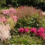 Growing astilbe. Care and growing guide for beginners