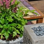 Growing astilbe in pots and containers