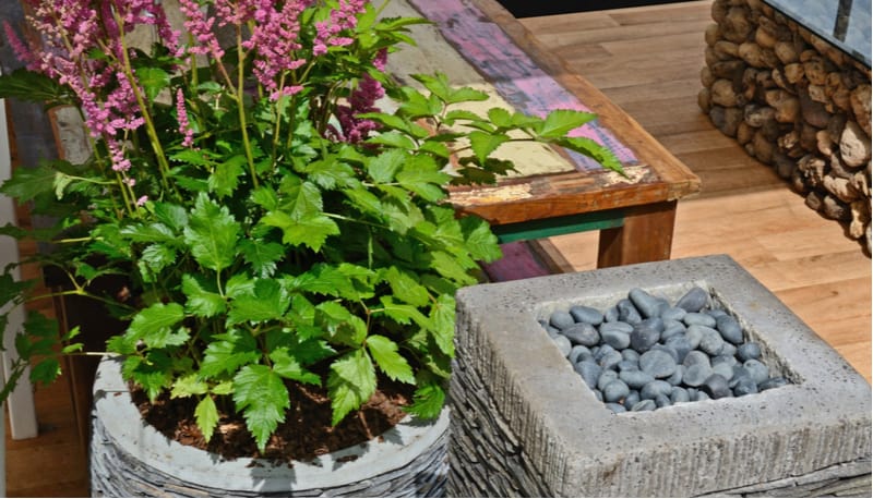 Growing astilbe in pots and containers