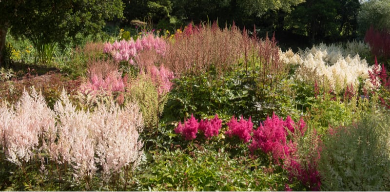 Growing astilbe. Care and growing guide for beginners