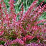 There are two cultivars of berberis which include the evergreen Darwinni and Thumbergii which is perfect for hedging. Learn how to grow berberis