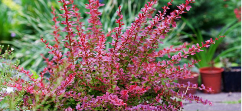 There are two cultivars of berberis which include the evergreen Darwinni and Thumbergii which is perfect for hedging. Learn how to grow berberis