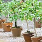 Learn about growing fruit trees in containers including choosing the right root stock and varieties. Includes apples, pears, plums, cherries and more.