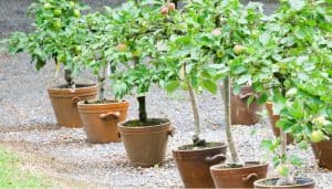 Learn about growing fruit trees in containers including choosing the right root stock and varieties. Includes apples, pears, plums, cherries and more.