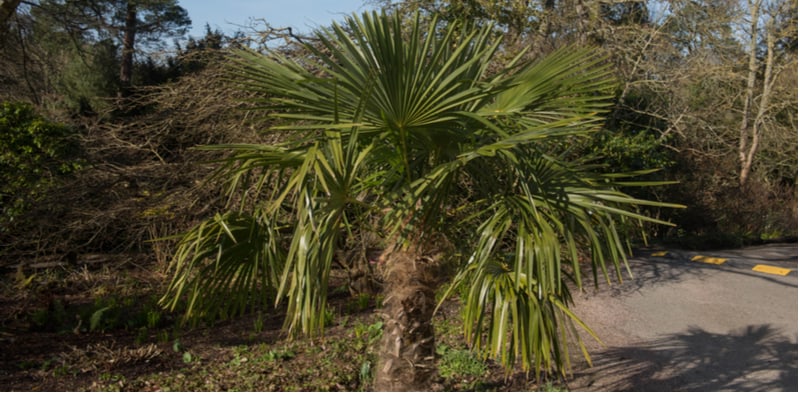 Palm trees are generally grown in warmer climates but there are some hardy palm trees you can grow in the Uk. Learn about Growing hardy palms trees.