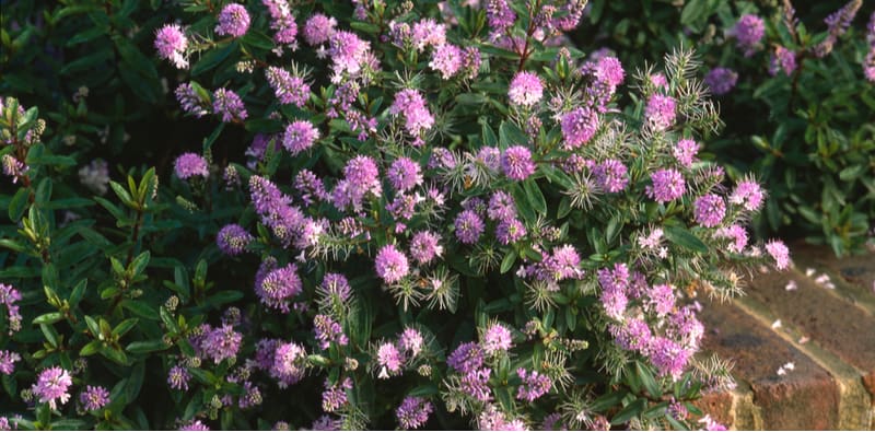 Hebes can be grown in nearly all situations from in the ground to in pots and containers and best of all there easy to grow. Learn more about growing hebes.