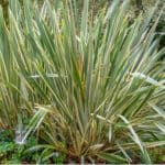 Phormiums, known as New Zealand Flax can be very rewarding and they are also very hardy. Learn about growing phormiums now from propagation to winter care.