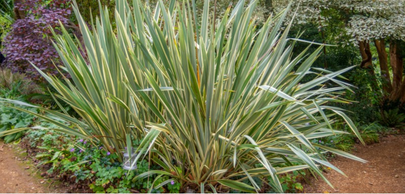 Phormiums, known as New Zealand Flax can be very rewarding and they are also very hardy. Learn about growing phormiums now from propagation to winter care.