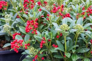How To Grow Skimmia Shrubs Growing And Uk Care Guide Pyracantha co uk