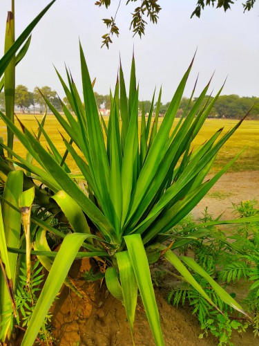 Hardy Yucca