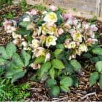 Hellebores are stunning perennials with winter interest and Hellebore propagation can be easily done by division or sowing seeds. Learn how to propagate hellebores.