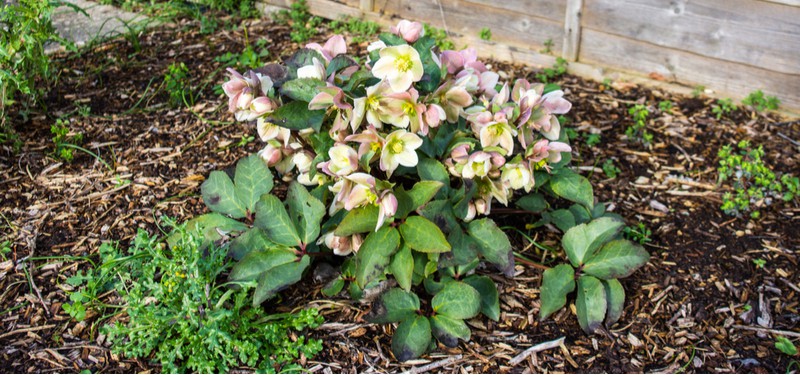 Hellebores are stunning perennials with winter interest and Hellebore propagation can be easily done by division or sowing seeds. Learn how to propagate hellebores.