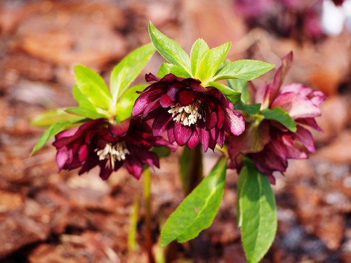 Helleborus hybridus 'Double Ellen Red'