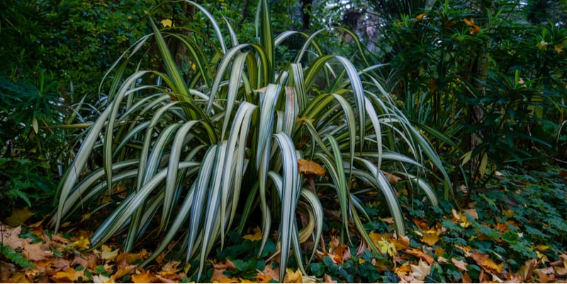 we look at how and when to prune Phormiums (New Zealand Flax) to remove spent flowers and damaged leaves