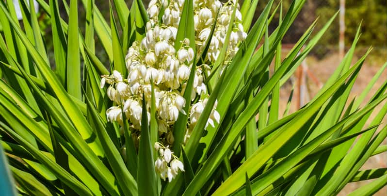 How to divide Yucca plants