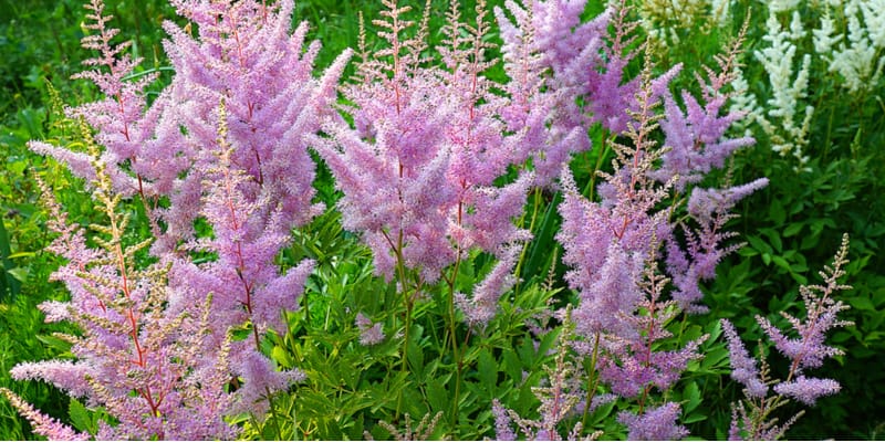 Astilbes are perfect for planting in shade. They do benefit from dividing to help improve plants and propagate them. Learn how to divide astilbes now.