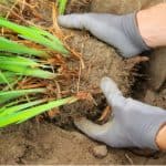Dividing perennials is an excellent way to propagate perennials so in this guide we discuss how to divide perennials step by step. Read our guide now