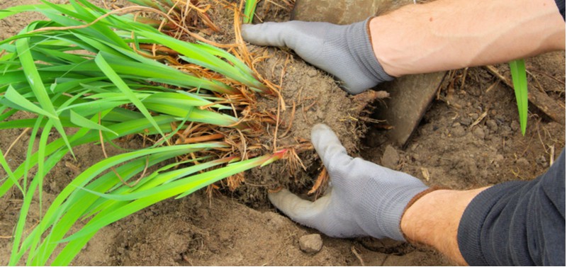 Dividing perennials is an excellent way to propagate perennials so in this guide we discuss how to divide perennials step by step. Read our guide now