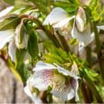 Helleborus produce spectacular displays in winter and spring, they are well suited to shade too. In this guide, we look at how to grow hellebores step by step