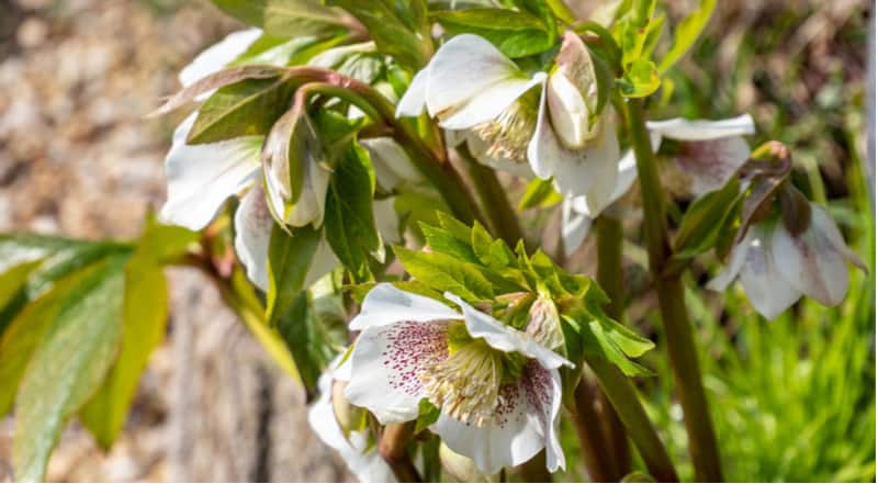 Helleborus produce spectacular displays in winter and spring, they are well suited to shade too. In this guide, we look at how to grow hellebores step by step