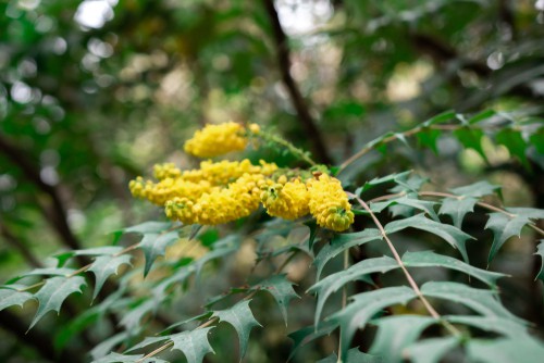 How to grow Mahonia media charity