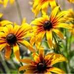 In this easy to follow guide, we look at how to grow black eyed susan also known as Rudbeckia. We look at sowing seed, varieties, general care and more.