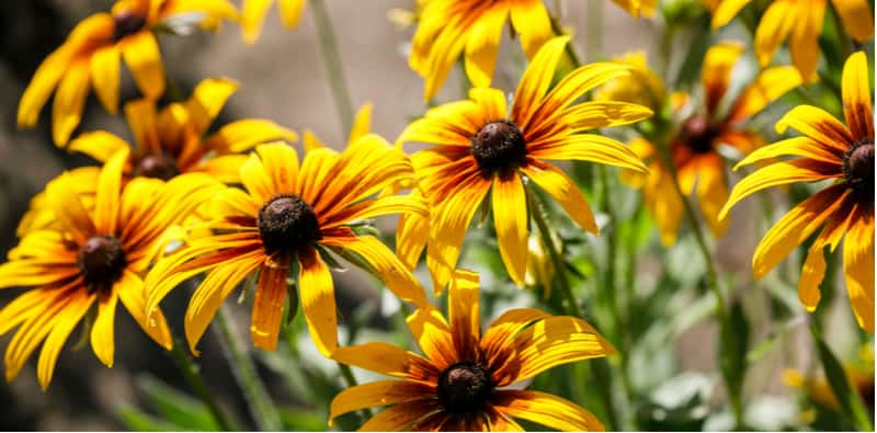 How To Grow Black Eyed Susan - Rudbeckia Care Guide | Pyracantha.co.uk