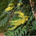 In this guide, we look at how to grow Mahonia japonica from planting and general care to pruning and treating diseases such as mildew. Read growing guide now