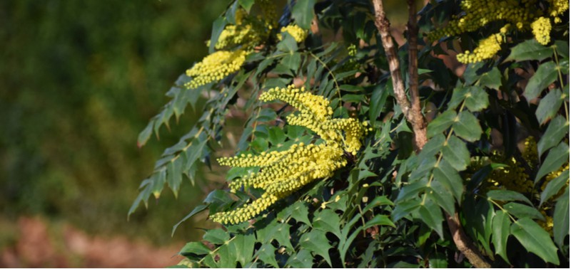 In this guide, we look at how to grow Mahonia japonica from planting and general care to pruning and treating diseases such as mildew. Read growing guide now