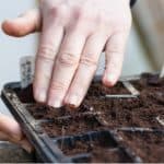 In this guide, we go over step by step how to grow perennials from seed from sowing seed in seed traps to providing heat, choosing compost and repotting.
