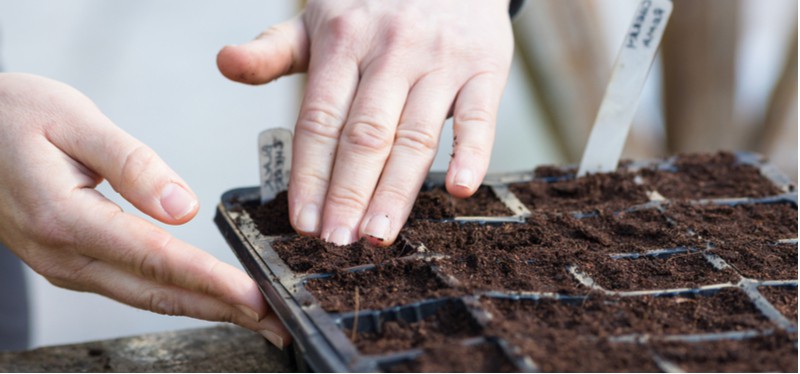 In this guide, we go over step by step how to grow perennials from seed from sowing seed in seed traps to providing heat, choosing compost and repotting.