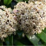 How to grow skimmia. Skimmia is a popular evergreen shrub that is popular for its winter interest and is perfect for growing in pots and containers. Learn more about growing Skimmia