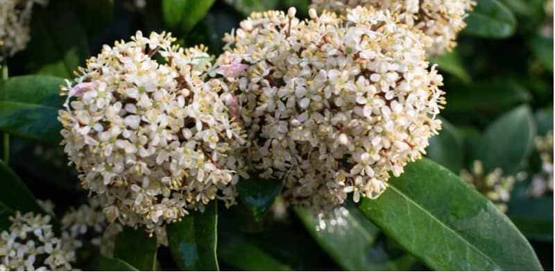 How to grow skimmia. Skimmia is a popular evergreen shrub that is popular for its winter interest and is perfect for growing in pots and containers. Learn more about growing Skimmia