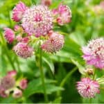 How to plant and grow Astrantia