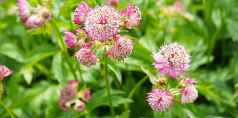 How to plant and grow Astrantia