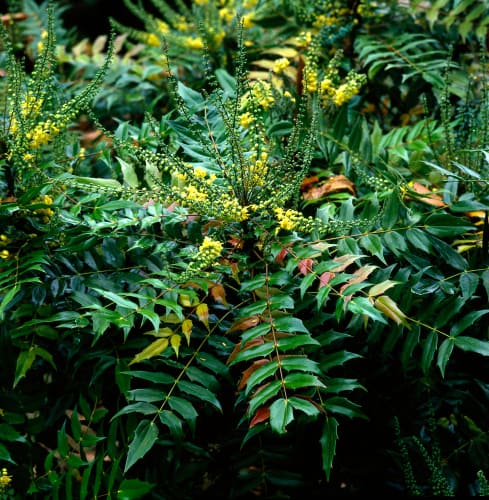 How to plant Mahonia media Charity