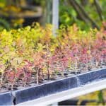Berberis is now available in many interesting varieties and one way to get more is by propagating them. Learn how to propagate berberis now by taking cuttings.