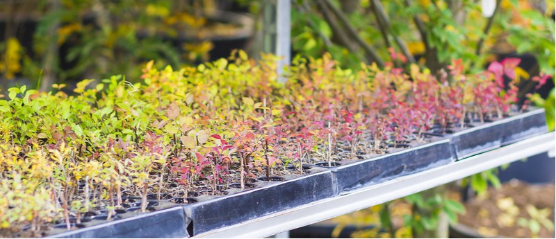 Berberis is now available in many interesting varieties and one way to get more is by propagating them. Learn how to propagate berberis now by taking cuttings.