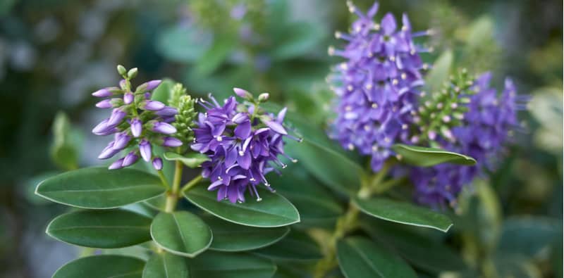 In this guide, we explain how to propagate hebes by taking semi-hardwood cuttings which is enjoyable and rewarding. Learn when & how to take cuttings.