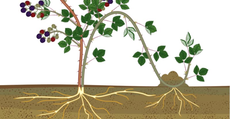 Layering is a fantastic easy way to propagate shrubs so in this guide we explain how to propagate shrubs by layering and the different techniques used.