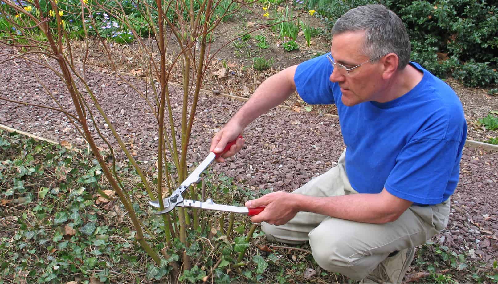 Cornus, also known for Dogwoods are known for there bright winter stems but this requires the correct pruning. Learn how to prune Cornus Dogwoods Now and When