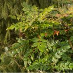 How to prune Mahonia