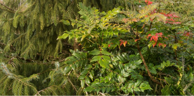 How to prune Mahonia